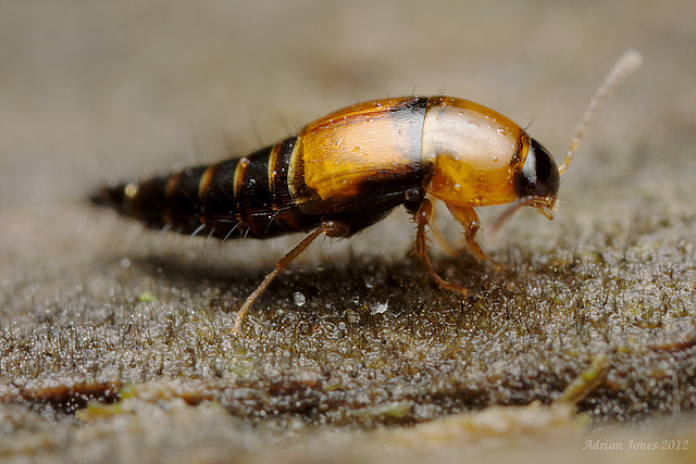 Rove Beetle.