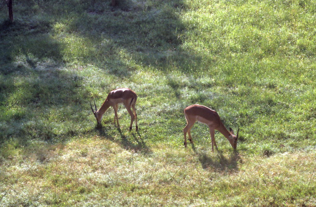 African Antelope