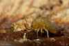 Pooping Springtail