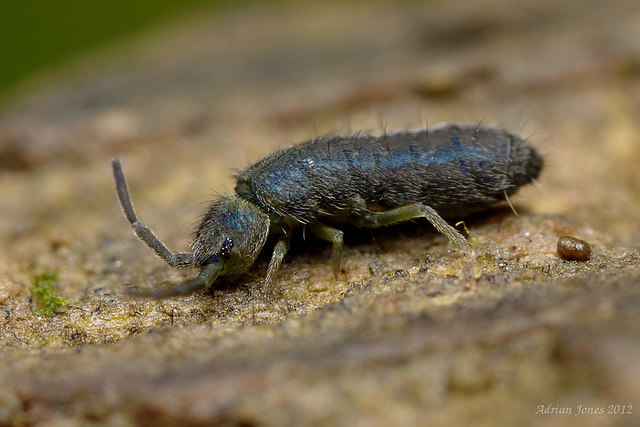 Isotoma caerulea.