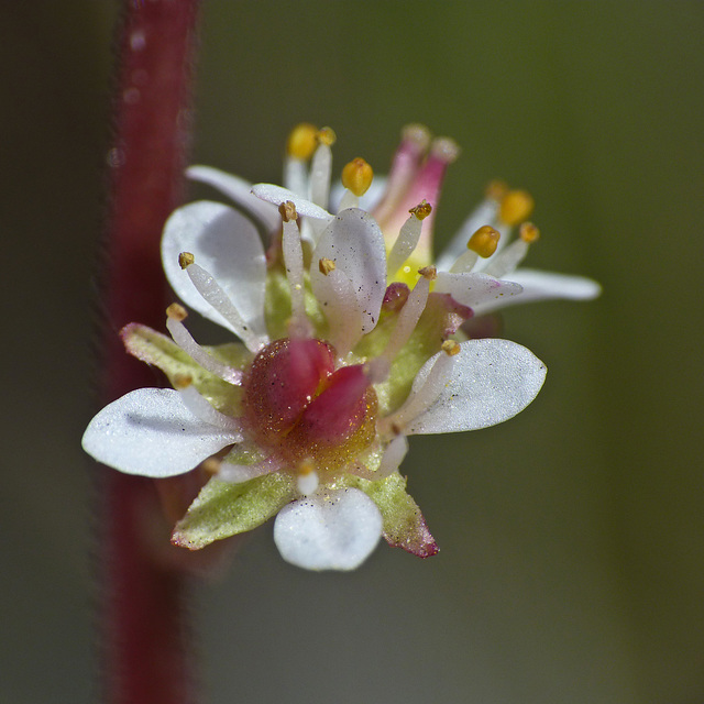 Leather-leaved Saxifrage / Leptarrhena pyrolifolia