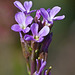 Deep purple Rockcress