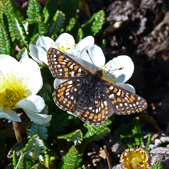 Checkerspot sp.