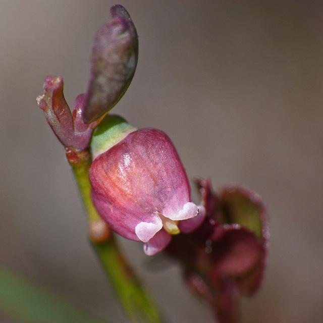 Grouseberry / Vaccinium scoparium