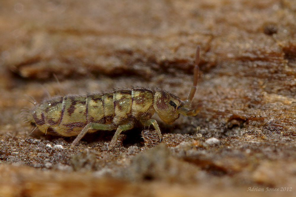 Isotomurus maculatus