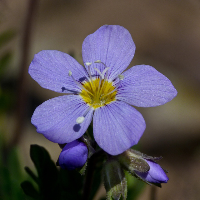 Showy Jacob's-ladder / Polemonium pulcherrimum