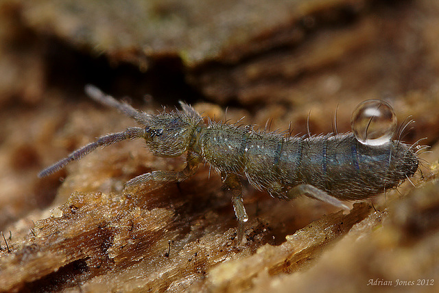 Isotoma viridis forma annulata