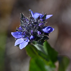 Alpine Speedwell, Veronica alpina