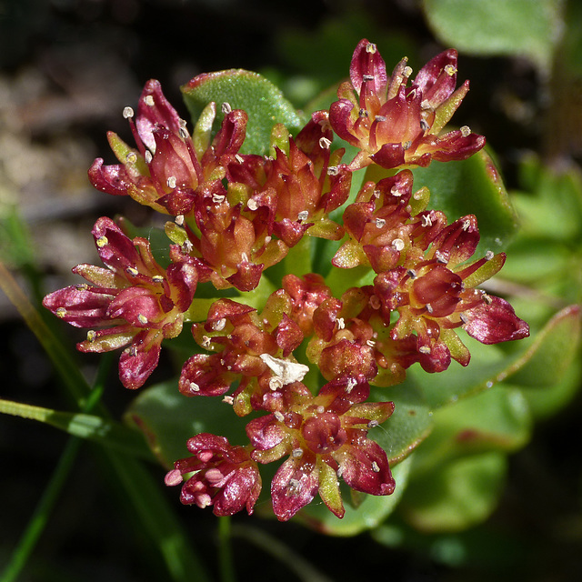 Roseroot in flower