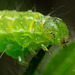 The Snout moth caterpillar.