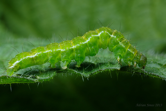 The Snout moth caterpillar.