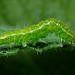 The Snout moth caterpillar.