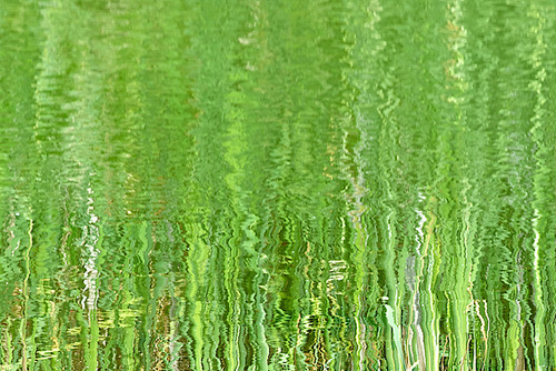 Ripples and reflections