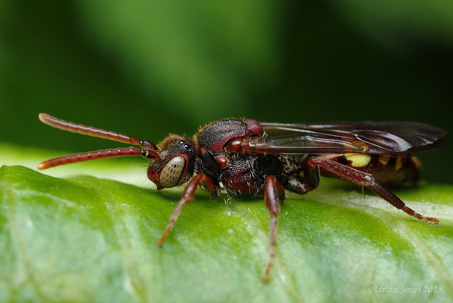 Nomada_Bee_004