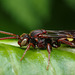 Nomada_Bee_004