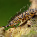 Orchesella villosa.