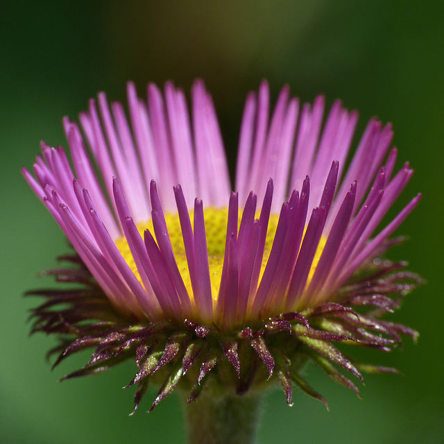 Subalpine Fleabane / Erigeron peregrinus