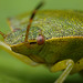 Green Shieldbug Portrait.