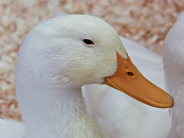 Domestic Duck Domestic Duck