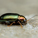 Flea Beetle