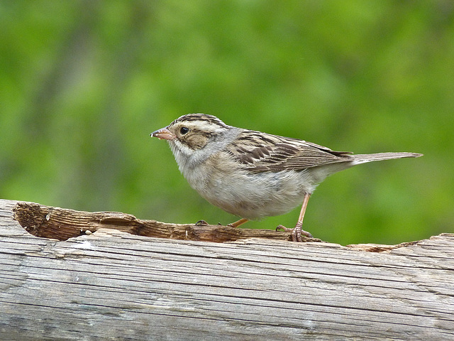 Clay-coloured Sparrow / Spizella pallida Clay-coloured Sparrow / Spizella pallida