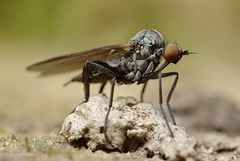 Empis sp.