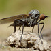 Empis sp.