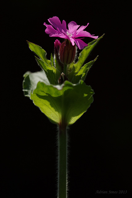 Red Campion