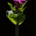 Red Campion