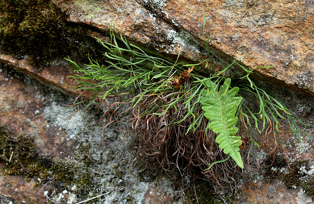 Asplenium septentrionale (2)