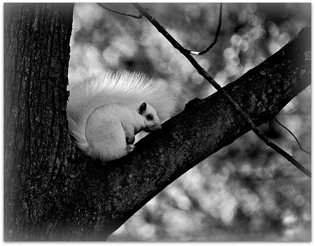 Snow White on a cold morning