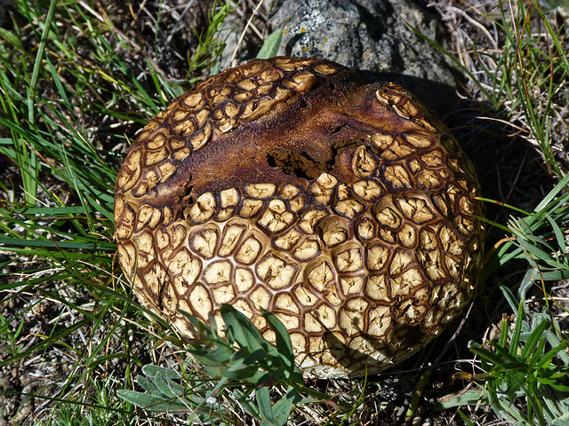 Puffball beauty