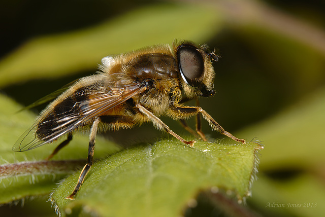 Drone Fly