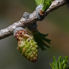 Subalpine Larch / Larix lyallii