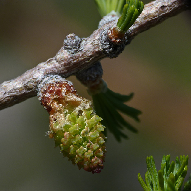 Subalpine Larch / Larix lyallii Subalpine Larch / Larix lyallii