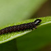 Tortrix Moth Caterpillar