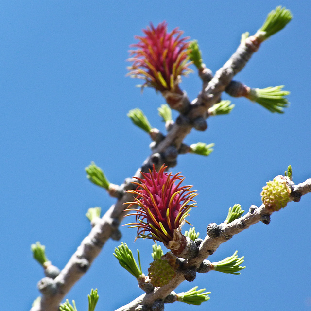 Subalpine Larch / Larix lyallii Subalpine Larch / Larix lyallii
