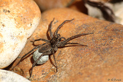 Wolf Spider with Eggs