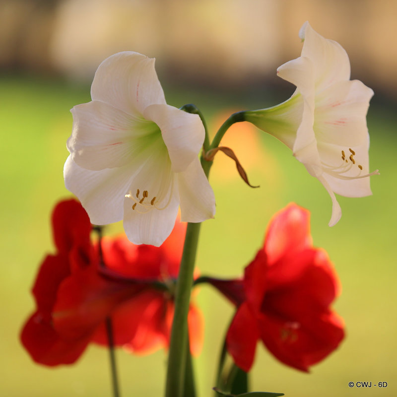 Amaryllis
