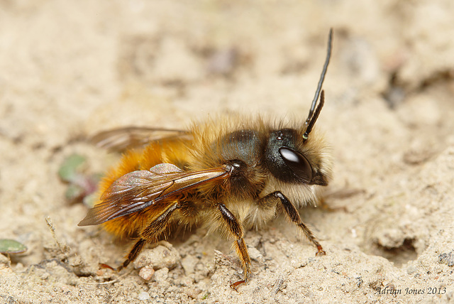 Osmia bicornis