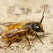 Osmia bicornis