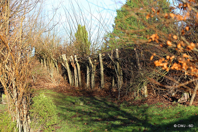 Giving some willows a haircut