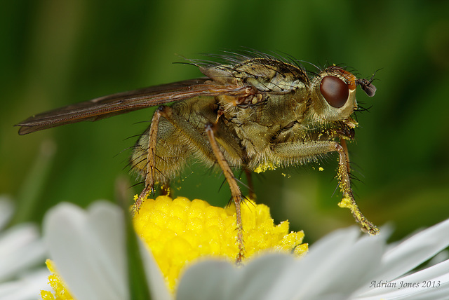 Dung Fly.