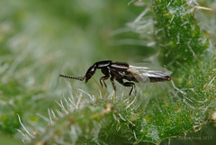 Rove Beetle.