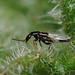 Rove Beetle.