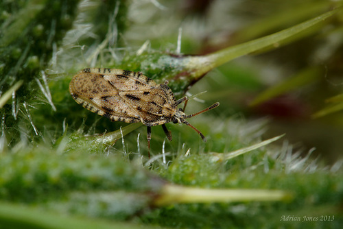 Lacebug, Tingis cardui