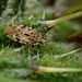 Lacebug, Tingis cardui