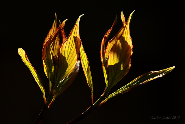 Backlit Cornus Leaves.