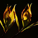 Backlit Cornus Leaves.