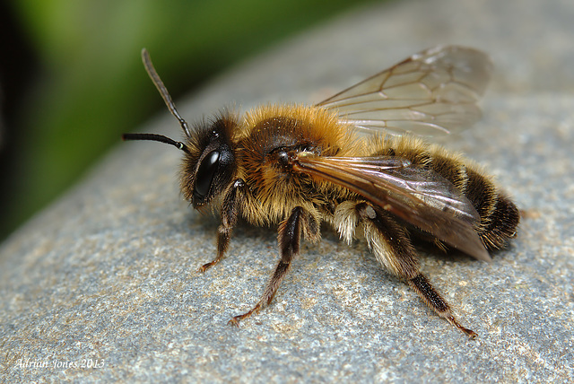 ipernity: Andrena carantonica (female). - by Adrian Jones